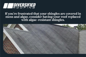 algae resistant shingles